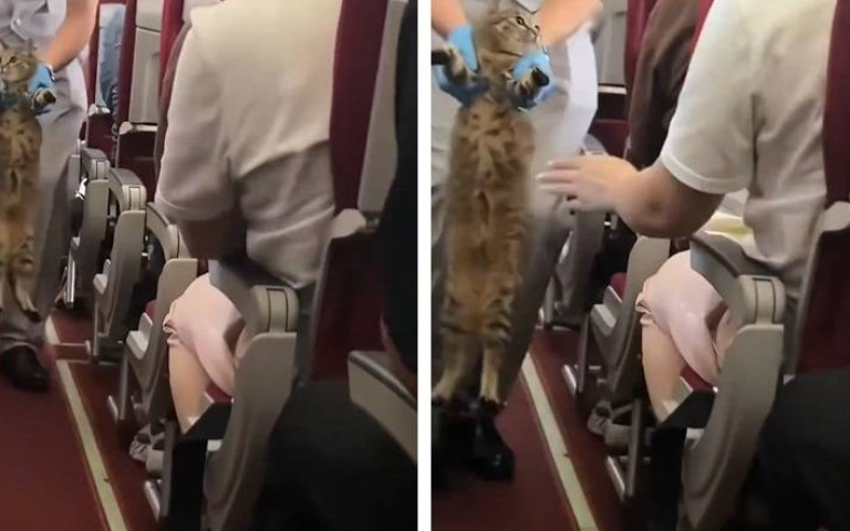 飛機上有喵！虎斑貓機艙與主人走丟　空服員「拎喵尋主」畫面萌翻全網