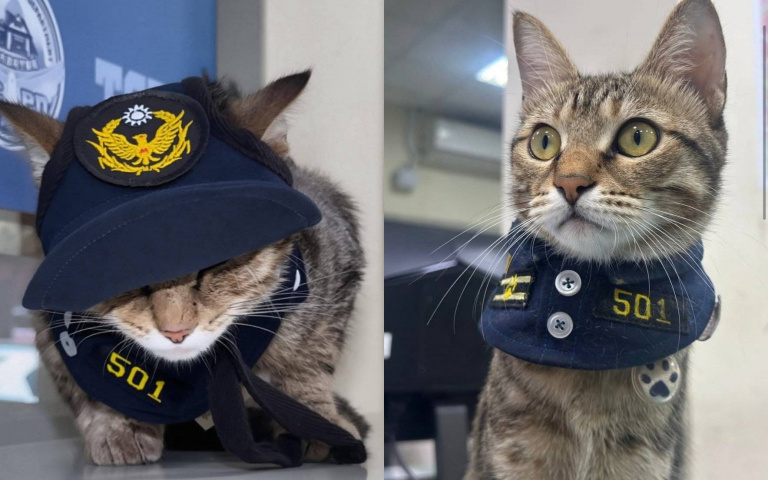 小虎斑被警局暖心收編變「貓警長」！退休後幸福肥模樣曝光 粉絲全喊太可愛！