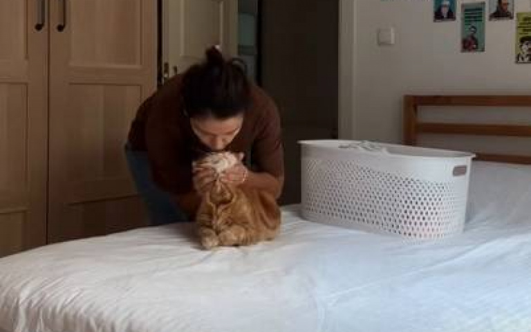 主人家事做到一半跑來「大地震」　橘貓一臉狐疑：剛剛怎麼了？