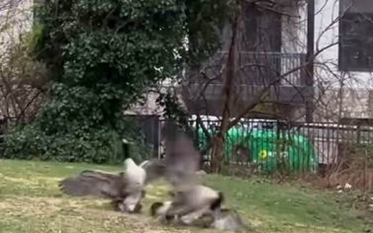 跪求心理陰影面積！　紅尾鵟偷襲鵝失敗「還差點喪命」