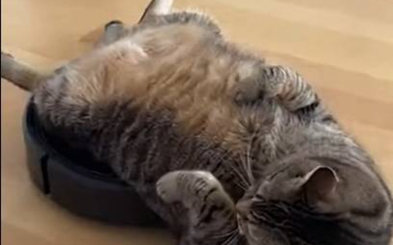 看不出掃地機器人很為難嗎？　虎斑肥貓壓上去Chill「作動明顯變慢」