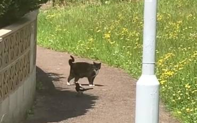 跟蹤狂喜鵲！尾隨貓貓不知想幹嘛　最後還玩一二三木頭人