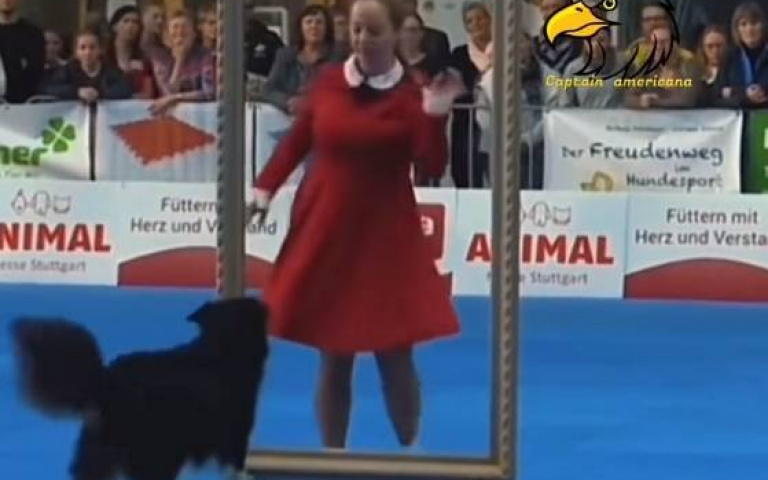 超狂狗表演！鏡像同步女主人…三分鐘片狂吸2千萬人觀看