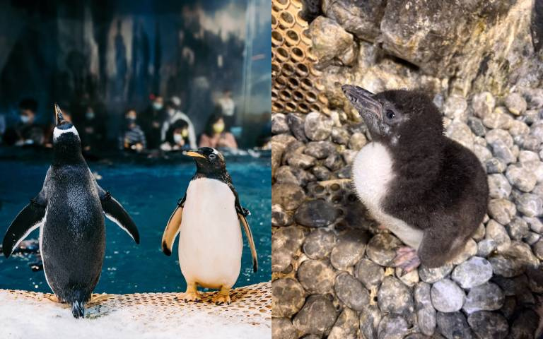 企鵝力拼脫單！不想過「光棍節」，大膽追愛過程全紀錄！