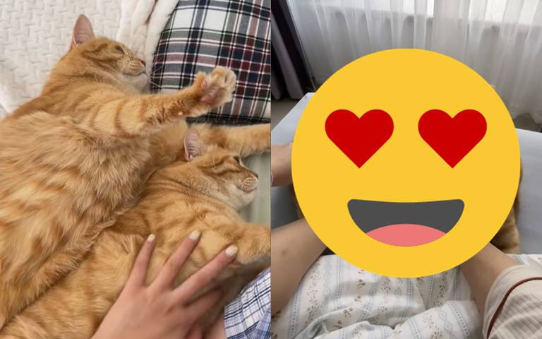 2隻橘貓變成拖鞋？冬天穿上真的好療癒又溫暖！