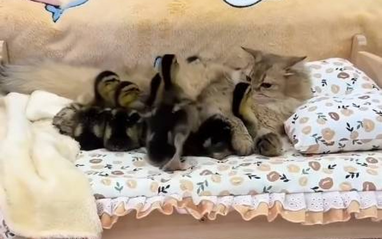 寵物貓母愛噴發！　化身鴨保母「來幾隻我舔幾隻」