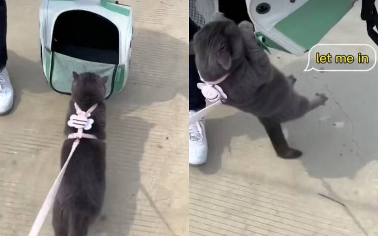 軟爛貓咪！　主人帶牠散步竟然想偷懶