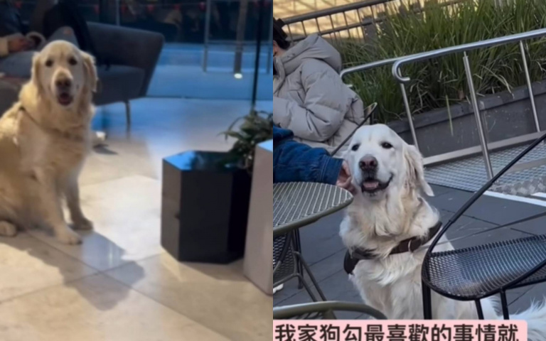 誰才是你的主人? 阿金亂蹭陌生人主人也無奈