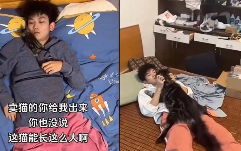 阿嬤養的?趴肩頭巴掌大小貓一年內暴風增長到180公分 主人嘆:比我還高