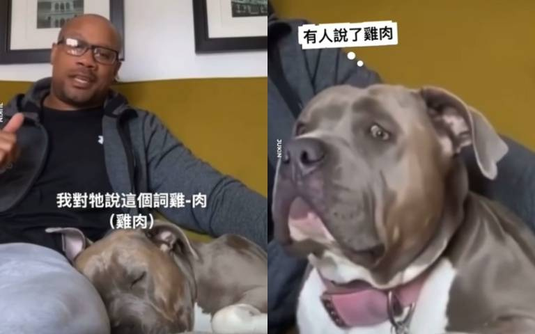 聽到關鍵字立馬起床 貪吃狗狗「四處張望」畫面曝光