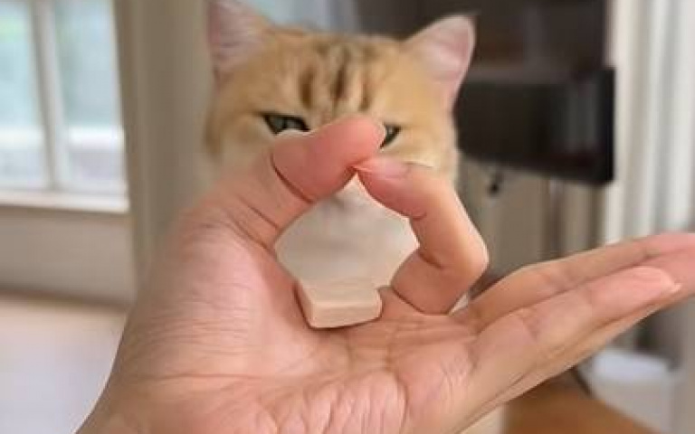 OK手勢餵食貓咪! 這隻小喵「動腦進食」有點慧根