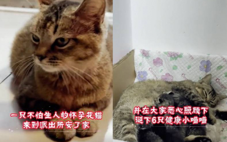 毛孩也知道找警察！懷孕浪貓「到派出所求助」　警察秒收容助牠迎接6胞胎