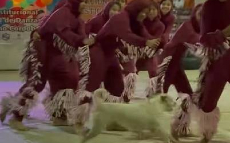 人家在群舞就你在亂！　白狗「衝舞台中央」搖尾巴…下秒被趕走