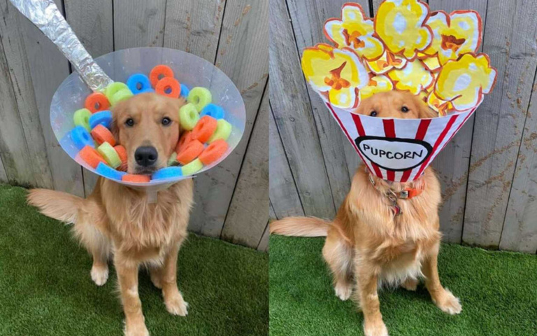 最時尚的「羞恥圈」!不忍愛犬鬱卒兩周,奴才決定「動手玩創意」!