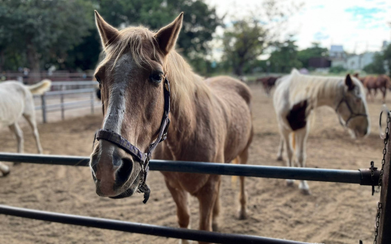 后豐親子遊2／百年馬場「馬馬樂園」新開放免費入園　馬兒互動零距離