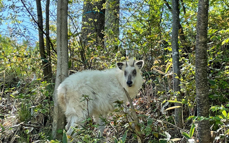 日本高球場夢幻神獸現蹤!「純白羚羊」像極了動畫片中的犬神