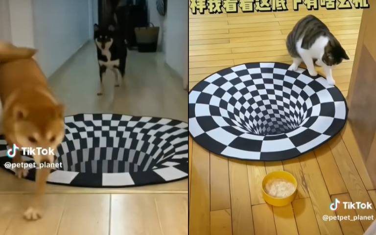3D地毯搞暈頭! 狗狗超怕眼前大洞、貓咪較聰明這樣過