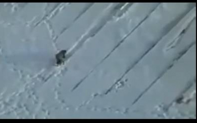 在屋頂滑著你的雪！　烏鴉玩上癮了「嘴叼瓶蓋振翅飛回起點」