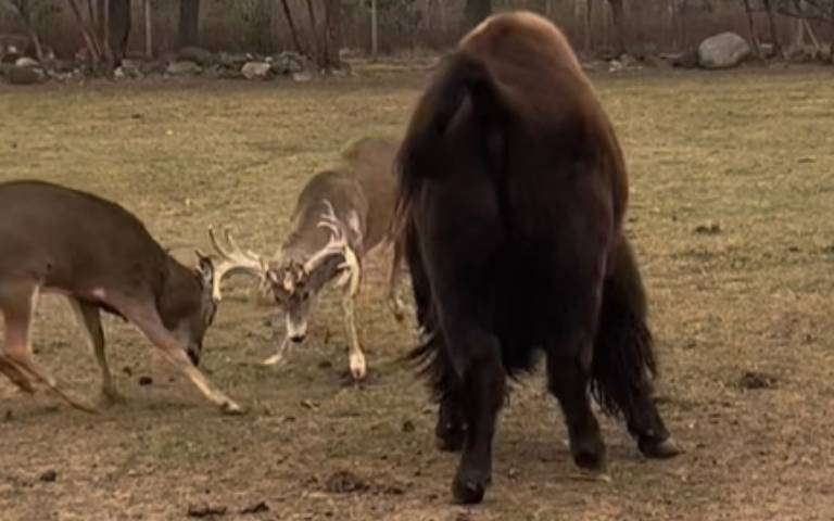 有角鹿爆擊無角鹿！危險畫面曝光　大黑牛站中間避免憾事發生