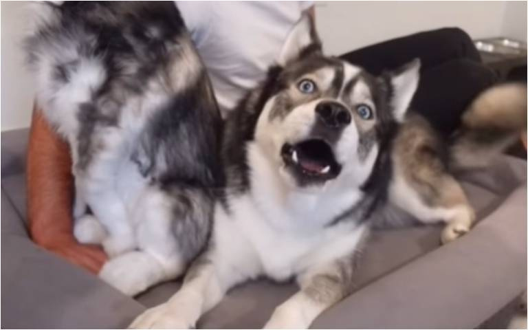 主人攜狗娃娃睡牠床　二哈超不爽：汪汪汪！