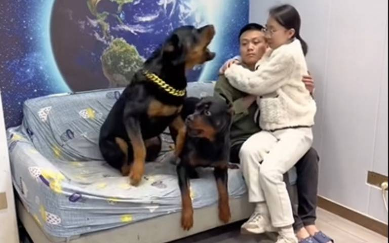 羅威那犬失態了？女主人巴著他的腿　立馬嘶吼：你給我下來！