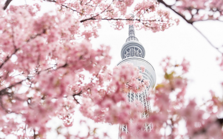 暢玩日本東京套票!東京晴空塔下賞櫻、江戶切子玻璃雕刻體驗等全都有!