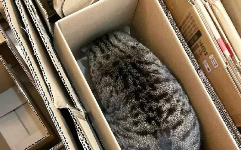 差點被賣掉！肥虎斑「躲貓貓」埋紙箱　主人險急哭本貓傻眼：我就睡了一覺