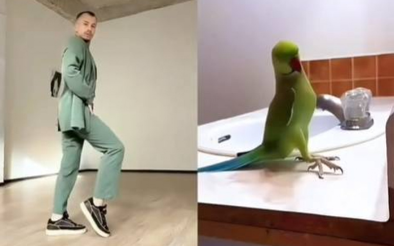 鸚鵡和男人尬舞！　舞步神同步網友給分數