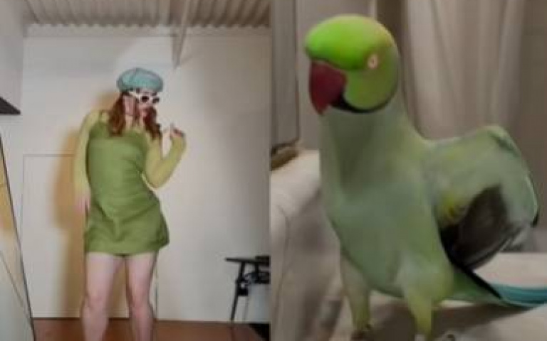 只有我最搖擺！鸚鵡「神同步女舞者」　絕妙舞技大公開