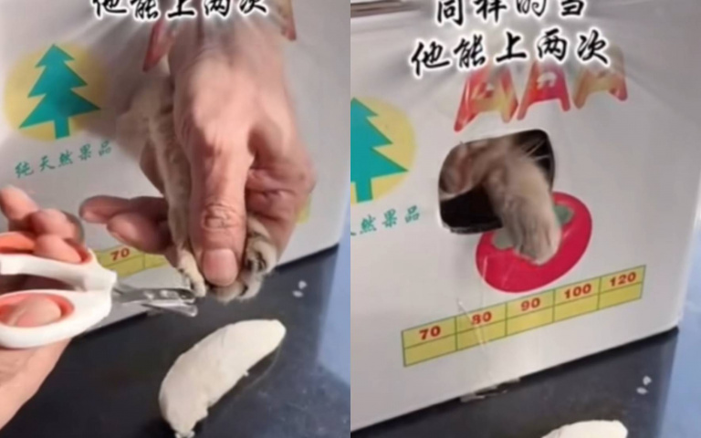 替貓剪指甲不難? 這飼主「智取+蠻力」雙管齊下