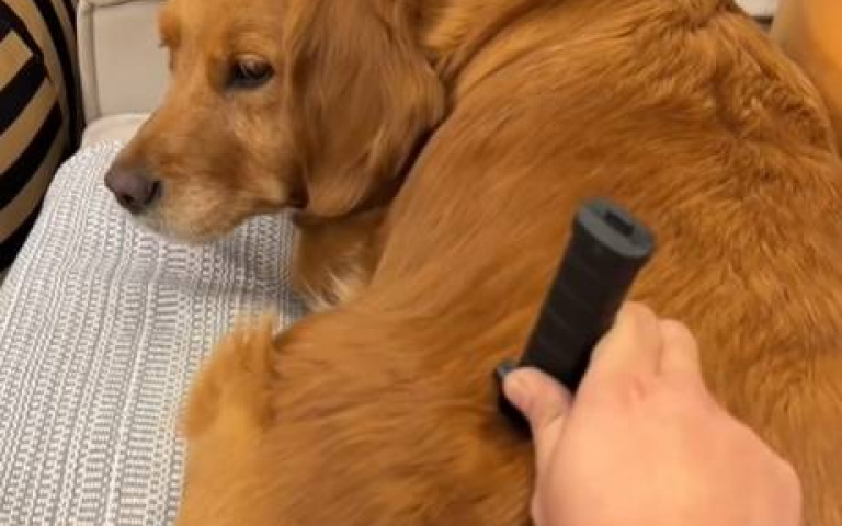 看似沒啥情緒　肉乾一出現這條狗露齒笑了