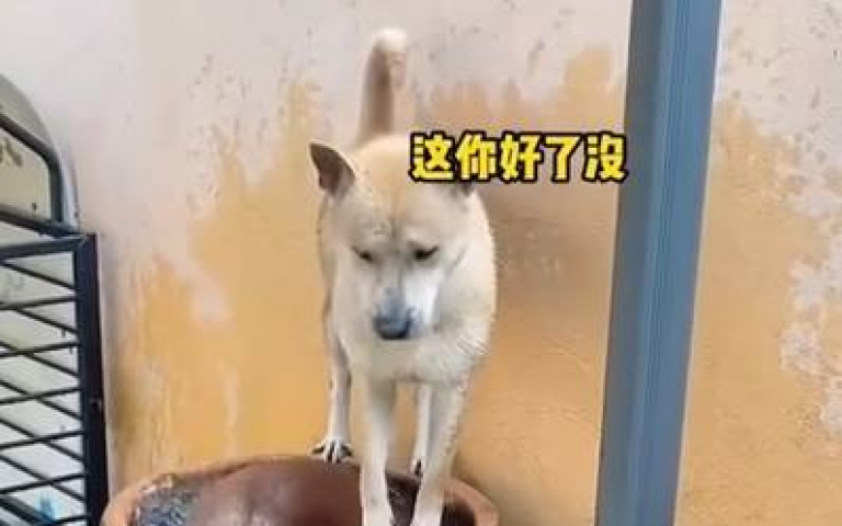 天氣涼　兩狗爭先恐後搶泡澡