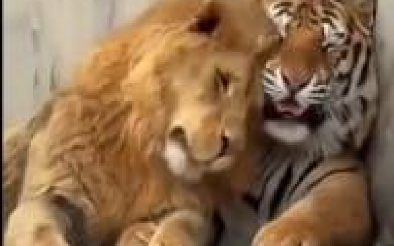 「大貓」狂蹭老虎　網見一幕嘆：兩情若是長久時，又豈在界門綱目