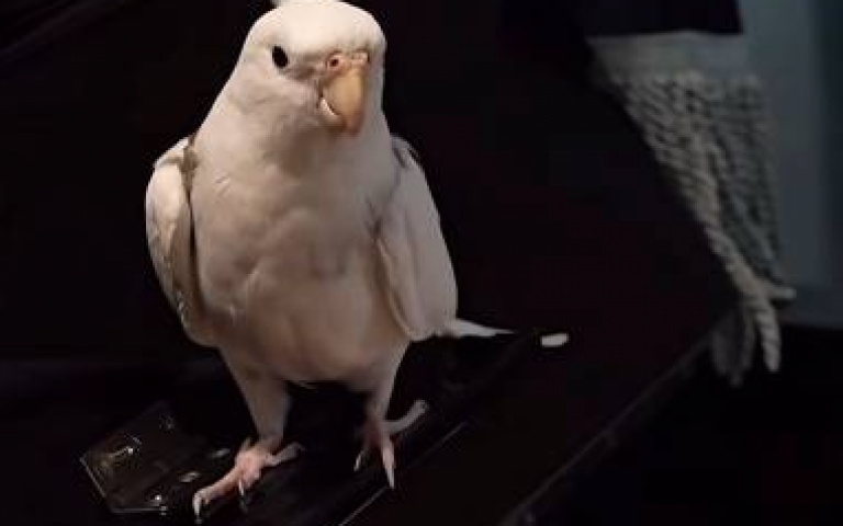 主人彈世界名曲、鸚鵡伴奏　聽眾揪出牠放炮！