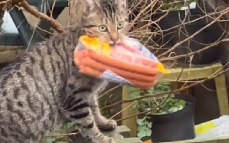 狸花貓大膽偷腸！叼整包逃跑　還囂張望鏡頭畫面曝光