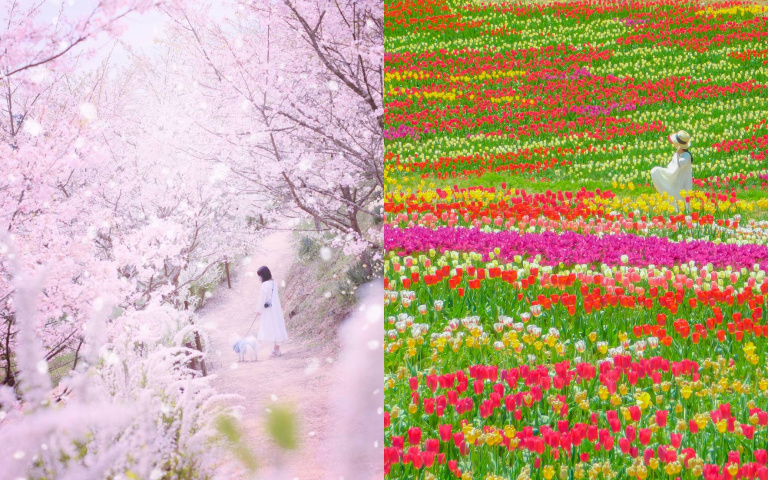 日本賞花不只櫻花！廣島世羅町花田接力盛開，藍粉花海美到像童話世界