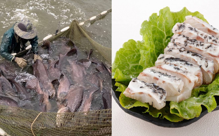 揪吃石斑魚挺漁業 電商主打漁產專區 飯店端出石斑饗宴