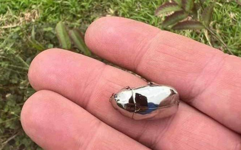 這可不是上漆到一半的模型!男子驚見世界最獨特的「銀色金龜子」