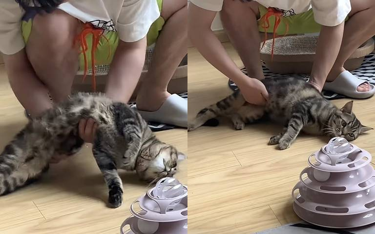 貓咪癱瘓在地上？一看見主人拿出「這樣東西」，秒翻身！