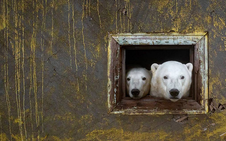 奇幻的相遇！攝影師捕捉到北極熊佔領廢棄氣象站的「熊之屋」