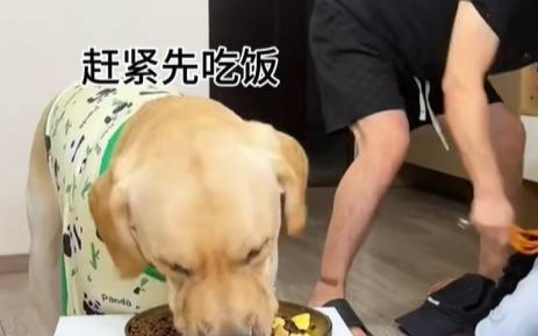 賊闖家裡怎麼辦? 餓犬先吃飽再打壞人