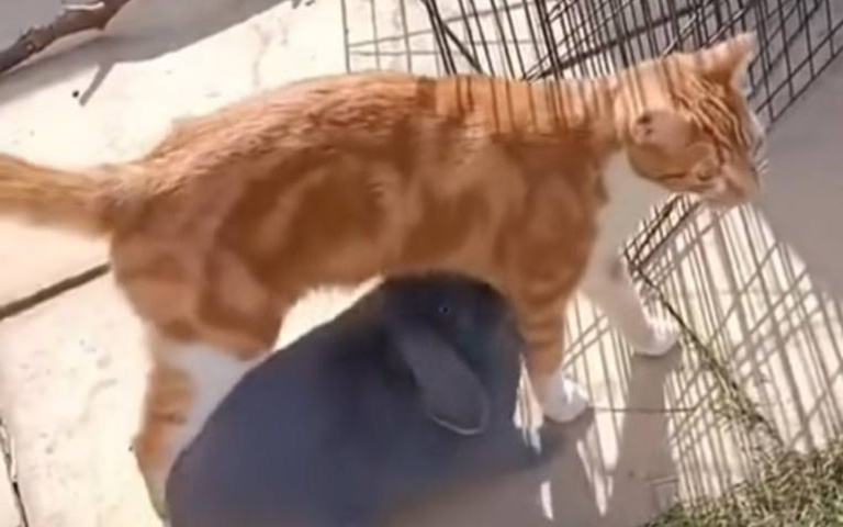 我也要吸貓！灰兔硬黏橘貓跟緊緊　貓咪無奈：夠了沒