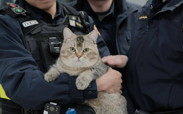 萌貓攻佔派出所！走失貓把警局當自家　狂吃罐頭波麗士大人也「抱緊」