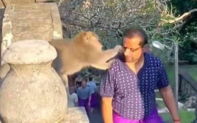 野猴洗劫男子眼鏡！　淡定女靠一招成功打救