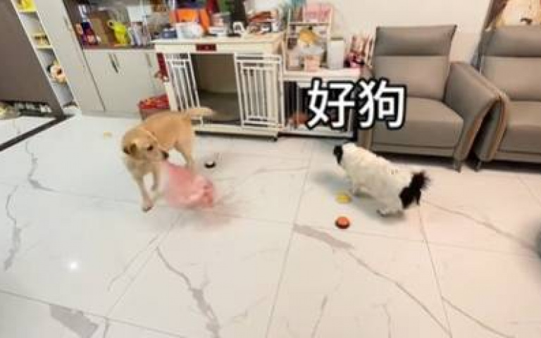 邊牧教唆拉拉去翻垃圾桶！　結果八逼Q了