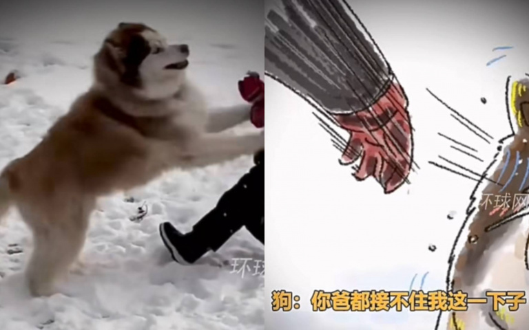 怎麼敢?小弟「雪球爆砸雪橇犬」 下秒直接被推倒