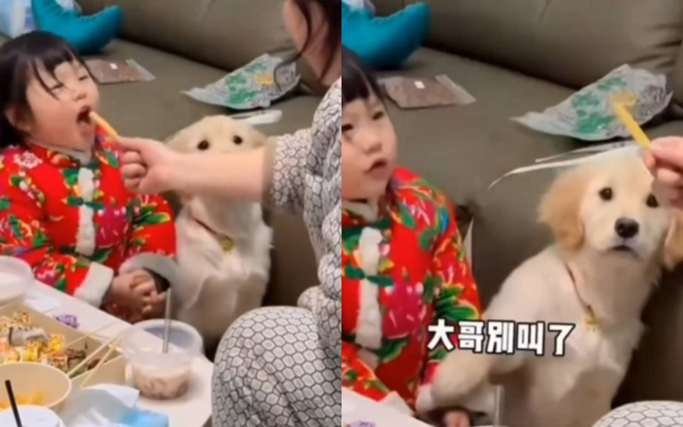 有叫才有東西吃!小女孩狂吠 狗子「拿手壓住」:換我了啦