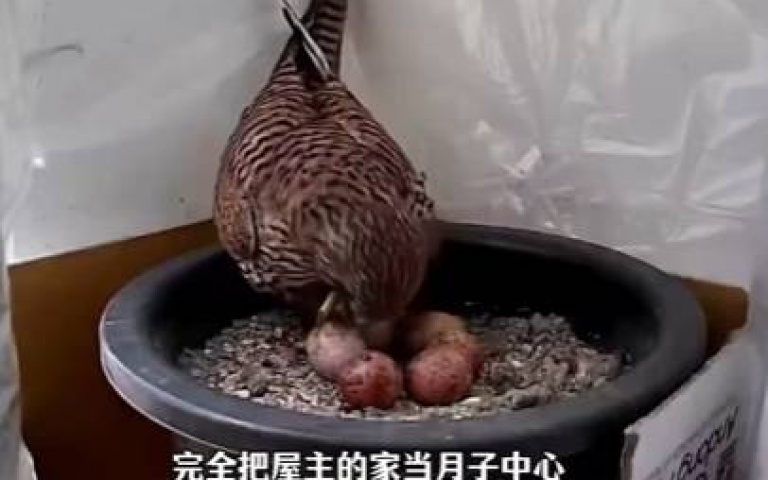 把猛禽餵成了家禽! 紅隼媽跑到人家裡生產「當月子中心在坐」