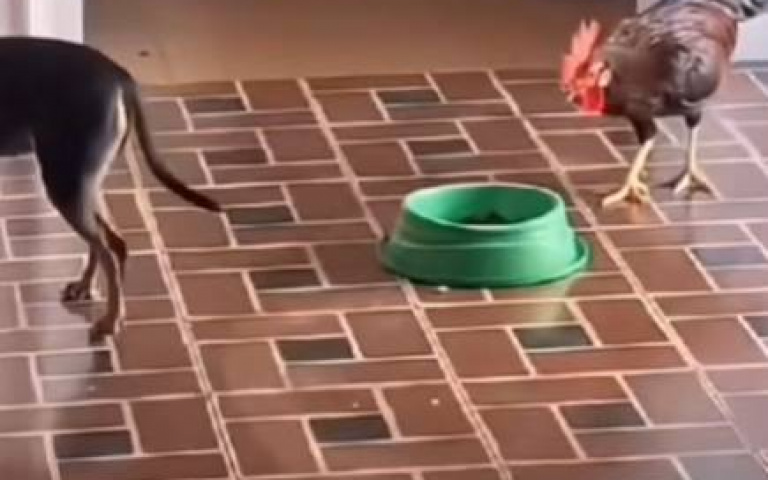 雞偷偷幹飯惹怒狗　牠發起戰鬥邀請「下秒全場雞飛狗跳」