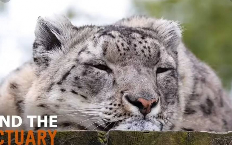 高原三傻誰最傻？　雪豹叫聲像隻沙啞的小貓